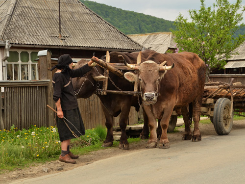 Foto Car cu boi (c) Lucian Petru Goja